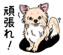 Wanko-Biyori Chihuahua sticker #12824264