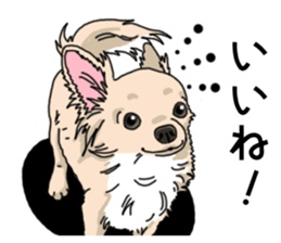 Wanko-Biyori Chihuahua sticker #12824270