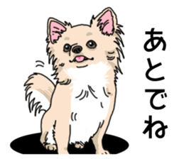 Wanko-Biyori Chihuahua sticker #12824283