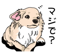 Wanko-Biyori Chihuahua sticker #12824284