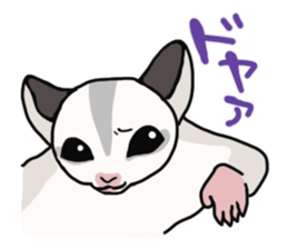 UG's Sugar Glider Stamp 2 sticker #12824341