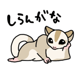 UG's Sugar Glider Stamp 2 sticker #12824343