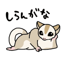 UG's Sugar Glider Stamp 2 sticker #12824343