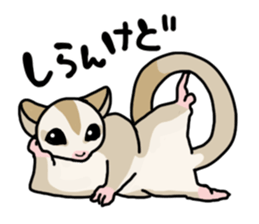 UG's Sugar Glider Stamp 2 sticker #12824344