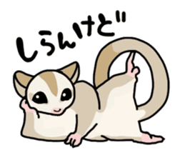 UG's Sugar Glider Stamp 2 sticker #12824344