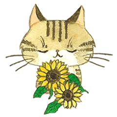 Kijitora cat Kotestu