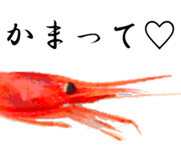 A deep-water shrimp sticker #12829329