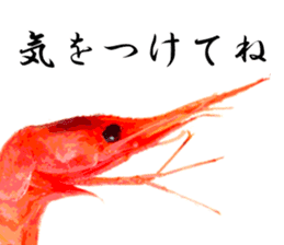 A deep-water shrimp sticker #12829330
