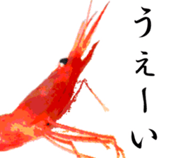 A deep-water shrimp sticker #12829351