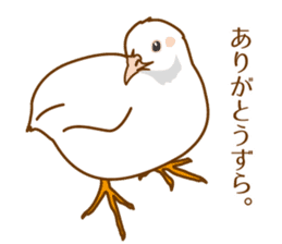 Daily King quail ! sticker #12831847