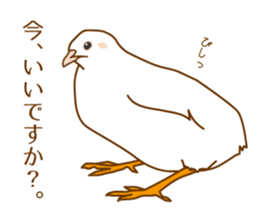 Daily King quail ! sticker #12831848