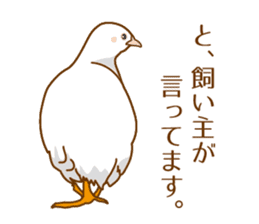 Daily King quail ! sticker #12831855