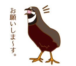 Daily King quail ! sticker #12831862