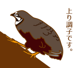 Daily King quail ! sticker #12831863