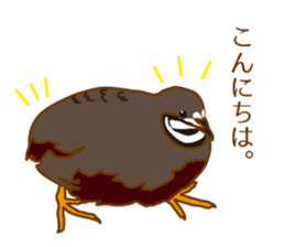 Daily King quail ! sticker #12831865