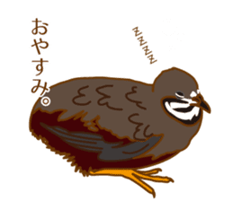 Daily King quail ! sticker #12831866
