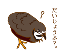 Daily King quail ! sticker #12831867