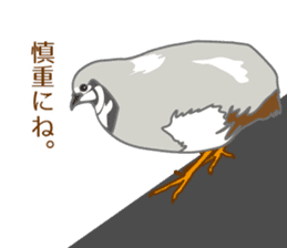 Daily King quail ! sticker #12831871