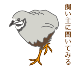 Daily King quail ! sticker #12831875