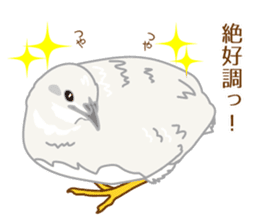 Daily King quail ! sticker #12831877