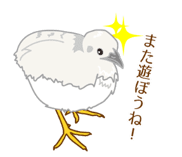 Daily King quail ! sticker #12831879