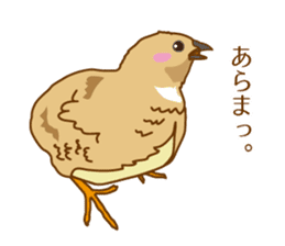 Daily King quail ! sticker #12831881