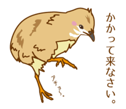 Daily King quail ! sticker #12831882