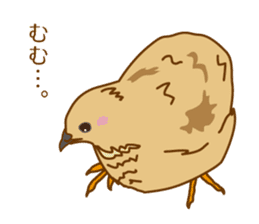 Daily King quail ! sticker #12831883