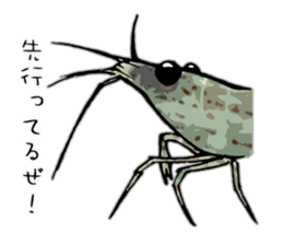 Japanese Swamp Shrimp sticker #12839730