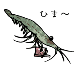 Japanese Swamp Shrimp sticker #12839737