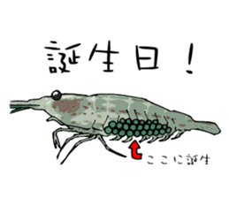 Japanese Swamp Shrimp sticker #12839760