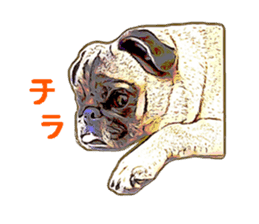 Realistic pug Sticker sticker #12845699