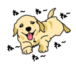 My lovely dog is Golden Retriever sticker #12874824