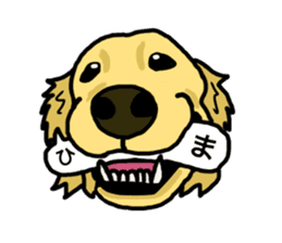 My lovely dog is Golden Retriever sticker #12874828