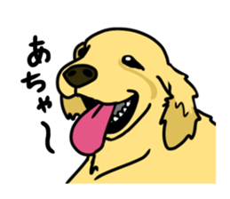 My lovely dog is Golden Retriever sticker #12874830