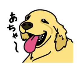 My lovely dog is Golden Retriever sticker #12874830