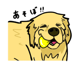 My lovely dog is Golden Retriever sticker #12874844