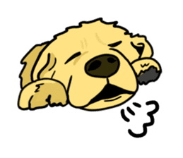 My lovely dog is Golden Retriever sticker #12874845