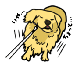 My lovely dog is Golden Retriever sticker #12874846
