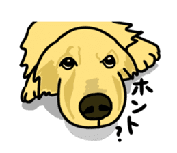 My lovely dog is Golden Retriever sticker #12874848