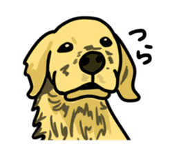 My lovely dog is Golden Retriever sticker #12874849