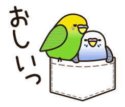 budgerigar ![Ver5](move/response No.1) sticker #12877445