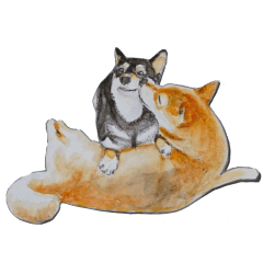 Shiba Inu Sisters - 2