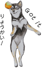 Shiba Inu Sisters - 2 sticker #12882745