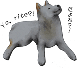 Shiba Inu Sisters - 2 sticker #12882747