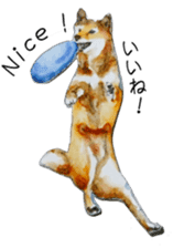 Shiba Inu Sisters - 2 sticker #12882753