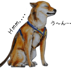 Shiba Inu Sisters - 2 sticker #12882758