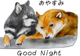 Shiba Inu Sisters - 2 sticker #12882767