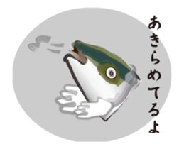 yellowtail gives it up sticker #12883738