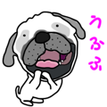 Motion sticker of pug dog